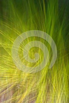 Moving grass, intentional camera movement.