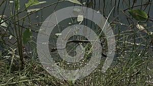 Moving grass snake, natrix on pond with duckweed