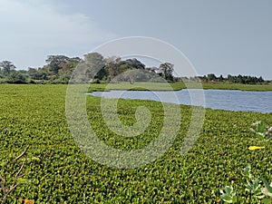 Moving greeny leaves in the pond