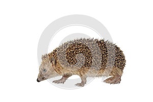 Moving hedgehog photo