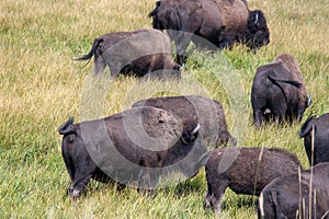 Moving herd of Buffalo in Yellowstone