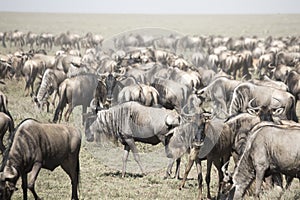 Moving herd of wildebeest in great migration in Serengeti Natio
