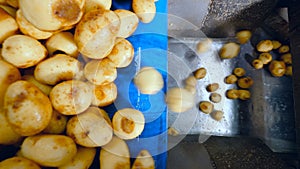 Moving line pushes lots of peeled potatoes into a container.