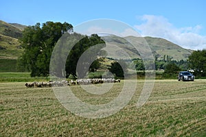 Moving a mob of sheep into a new paddock