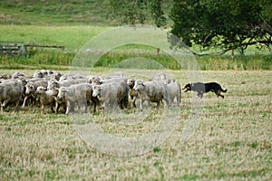 Moving a mob of sheep into a new paddock