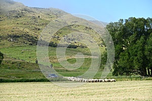 Moving a mob of sheep into a new paddock