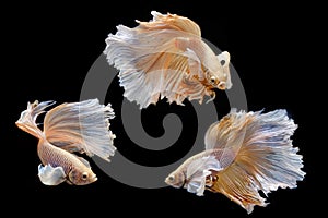 Moving moment of big ear siamese fighting fish