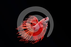 Moving moment of big ear siamese fighting fish