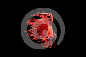 Moving moment of big ear siamese fighting fish isolated on black