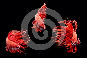 Moving moment of big ear siamese fighting fish isolated on black