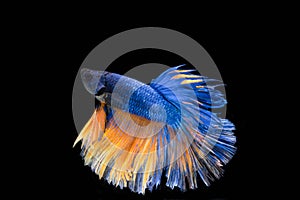 Moving Moment of Blue  Gold Metallic Half Moon Betta Splendens or Siamese Fighting Fish on Black Background