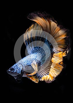 The Moving Moment  of Blue Grey Gold Metallic Half Moon Betta Splendens or Siamese Fighting Fish on Black Background