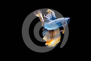 Moving Moment of Blue Grey Gold Metallic Half Moon Betta Splendens or Siamese Fighting Fish on Black Background