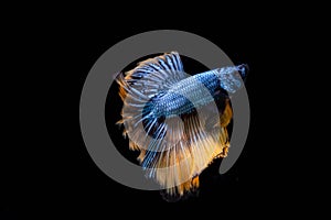 The Moving Moment of Blue Grey Gold Metallic Half Moon Betta Splendens or Siamese Fighting Fish on Black Background