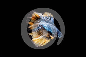 The Moving Moment of Blue Grey Gold Metallic Half Moon Betta Splendens or Siamese Fighting Fish on Black Background