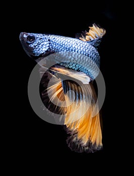 The Moving Moment of Blue Grey Gold Metallic Half Moon Betta Splendens or Siamese Fighting Fish on Black Background