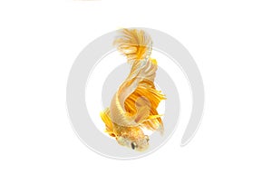 Moving moment of gold siamese fighting fish