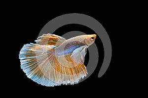 Moving Moment of Gold Silver Half Moon Big Ear oe Elephant Ear Betta Splendens or Siamese Fighting Fish on Black Background