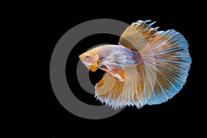 Moving Moment of Gold Silver Half Moon Big Ear oe Elephant Ear Betta Splendens or Siamese Fighting Fish on Black Background