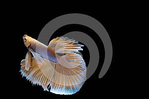 The Moving Moment of Gold Silver Half Moon Big Ear oe Elephant Ear Betta Splendens or Siamese Fighting Fish on Black Background