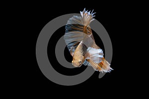 The Moving Moment of Gold Silver Half Moon Big Ear oe Elephant Ear Betta Splendens or Siamese Fighting Fish on Black Background