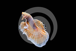 The Moving Moment of Gold Silver Half Moon Big Ear oe Elephant Ear Betta Splendens or Siamese Fighting Fish on Black Background