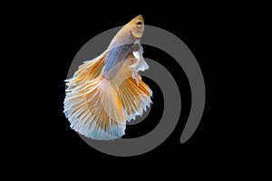 The Moving Moment of Gold Silver Half Moon Big Ear oe Elephant Ear Betta Splendens or Siamese Fighting Fish on Black Background