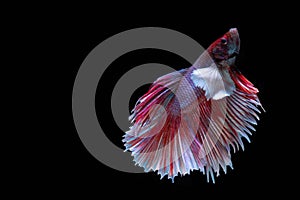 The Moving Moment of Red Blue Half Moon Big Ear oe Elephant Ear Betta Splendens or Siamese Fighting Fish on Black Background