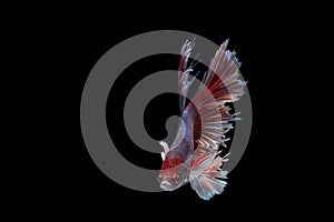 The  Moving Moment of Red Blue  Half Moon Big Ear oe Elephant Ear Betta Splendens or Siamese Fighting Fish on Black Background