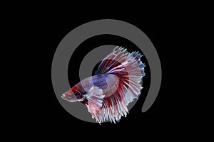 The Moving Moment of Red Blue Half Moon Big Ear oe Elephant Ear Betta Splendens or Siamese Fighting Fish on Black Background