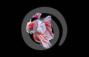 The Moving  Moment of Red Blue  Half Moon Big Ear oe Elephant Ear Betta Splendens or Siamese Fighting Fish on Black Background