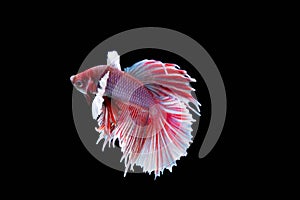 The Moving Moment of Red Blue Half Moon Big Ear oe Elephant Ear Betta Splendens or Siamese Fighting Fish on Black Background