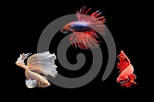 Moving moment of siamese fighting fish isolated