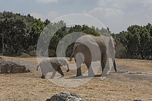 Moving pachyderms walk baby elephant and mother also known as African loxodota mammals that in their wild life live in African