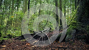 Moving Past Large Tree Roots In Forest