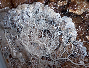 A moving plasmodium of a slime mold on a substrate