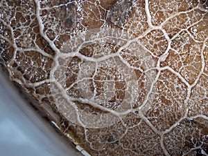 A moving plasmodium of a slime mold on a substrate