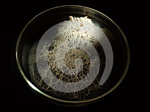 A moving plasmodium of a slime mould on a Petri dish