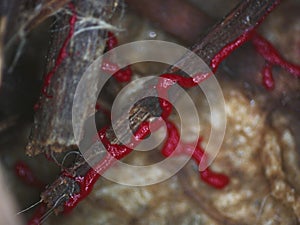 A moving red glazy plasmodium of a slime mold on a substrate