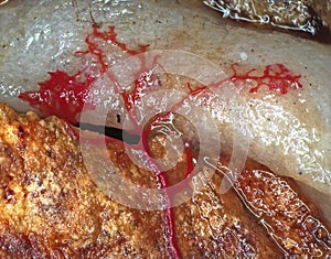 A moving red veiny plasmodium of a slime mold on a substrate