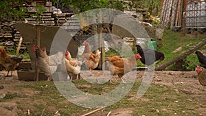 Moving side view of hens in their yard. Hens grow in the freedom, happy life.