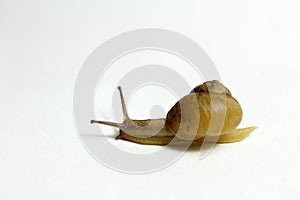 Moving snail