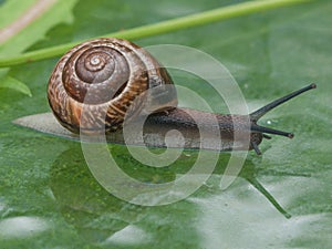 Moving snail on glass table with reflection