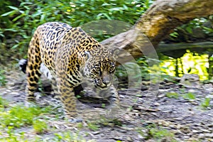 Moving spotted jaguar