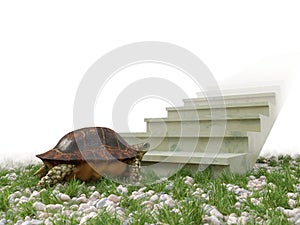 Moving turtle wants to climb on the stairs concept background