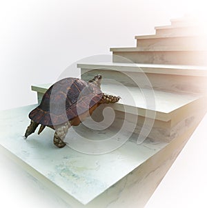 Moving turtle wants to climb on the stairs concept composition