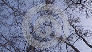 Moving under tree branches against a blue sky background