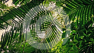 Moving Underneath Dense Trees And Plants In Rainforest