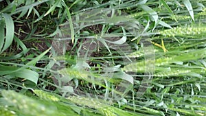 Moving through unripe ears of green wheat on agricultural field