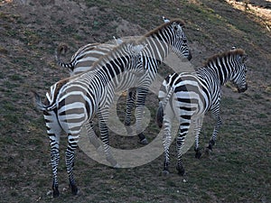 Moving zebras